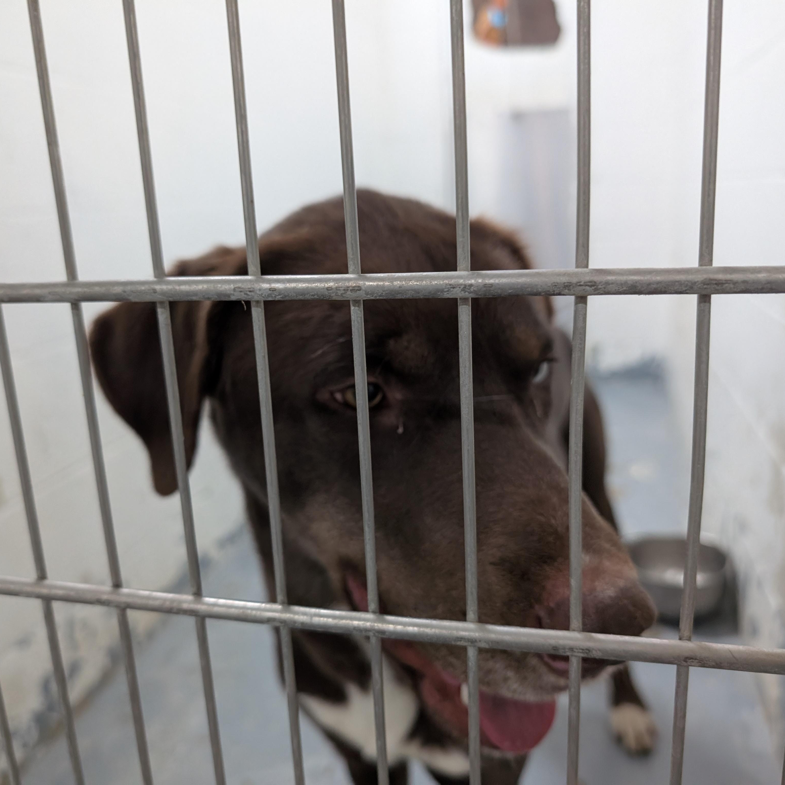 Enlarge 187714 LOOKING FOR OWNER, a ADOPTABLE Labrador Retriever in Ravenna, OH image 2/3