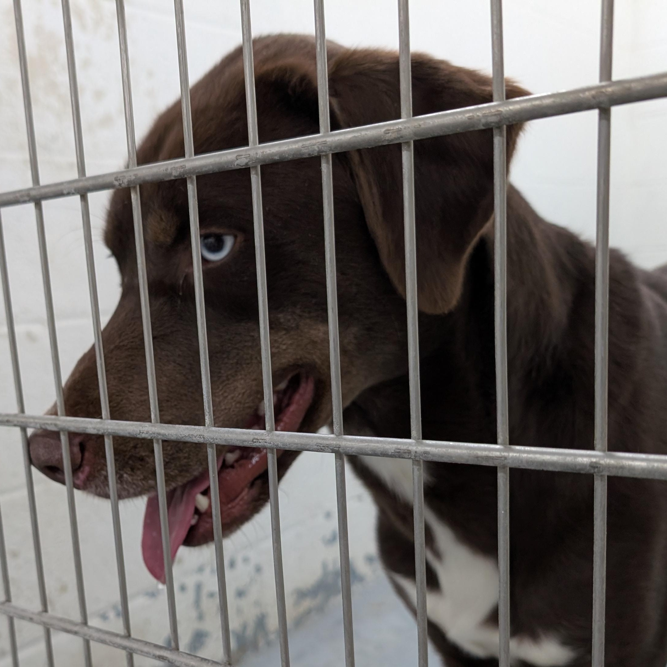 Enlarge 187714 LOOKING FOR OWNER, a ADOPTABLE Labrador Retriever in Ravenna, OH image 3/3