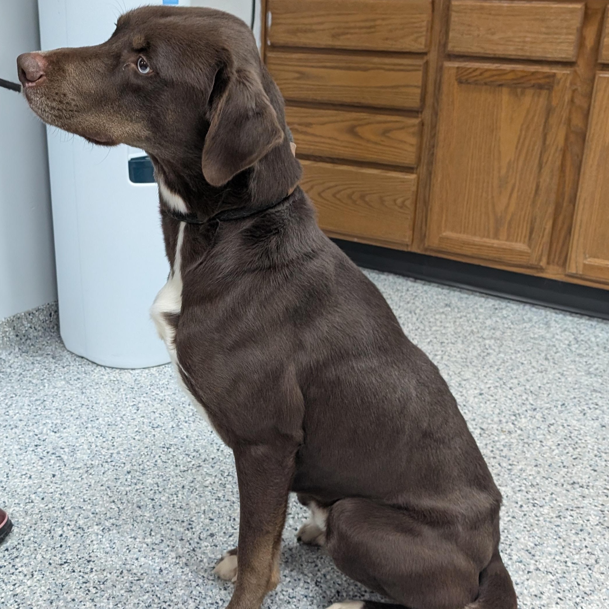 Enlarge 187714 "Steve" , a ADOPTABLE Labrador Retriever in Ravenna, OH image 4/4