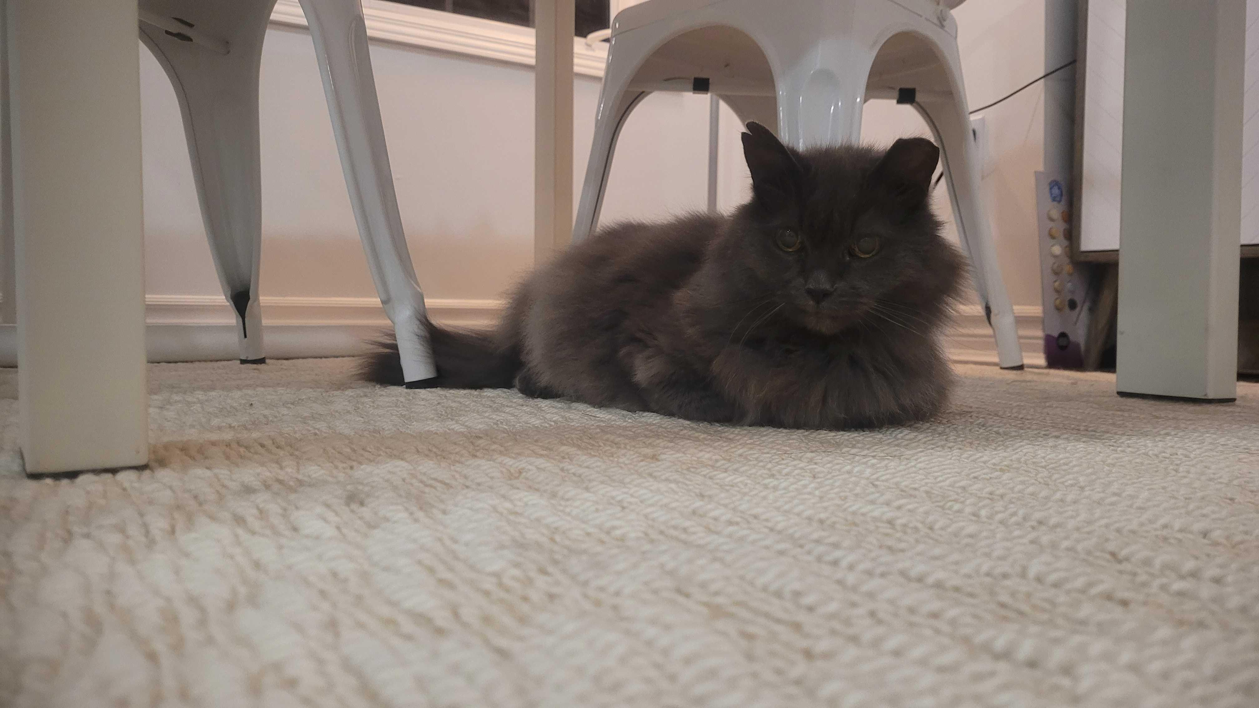 Enlarge Nelly, a Adoptable Domestic Medium Hair in Toronto, ON image 6/6