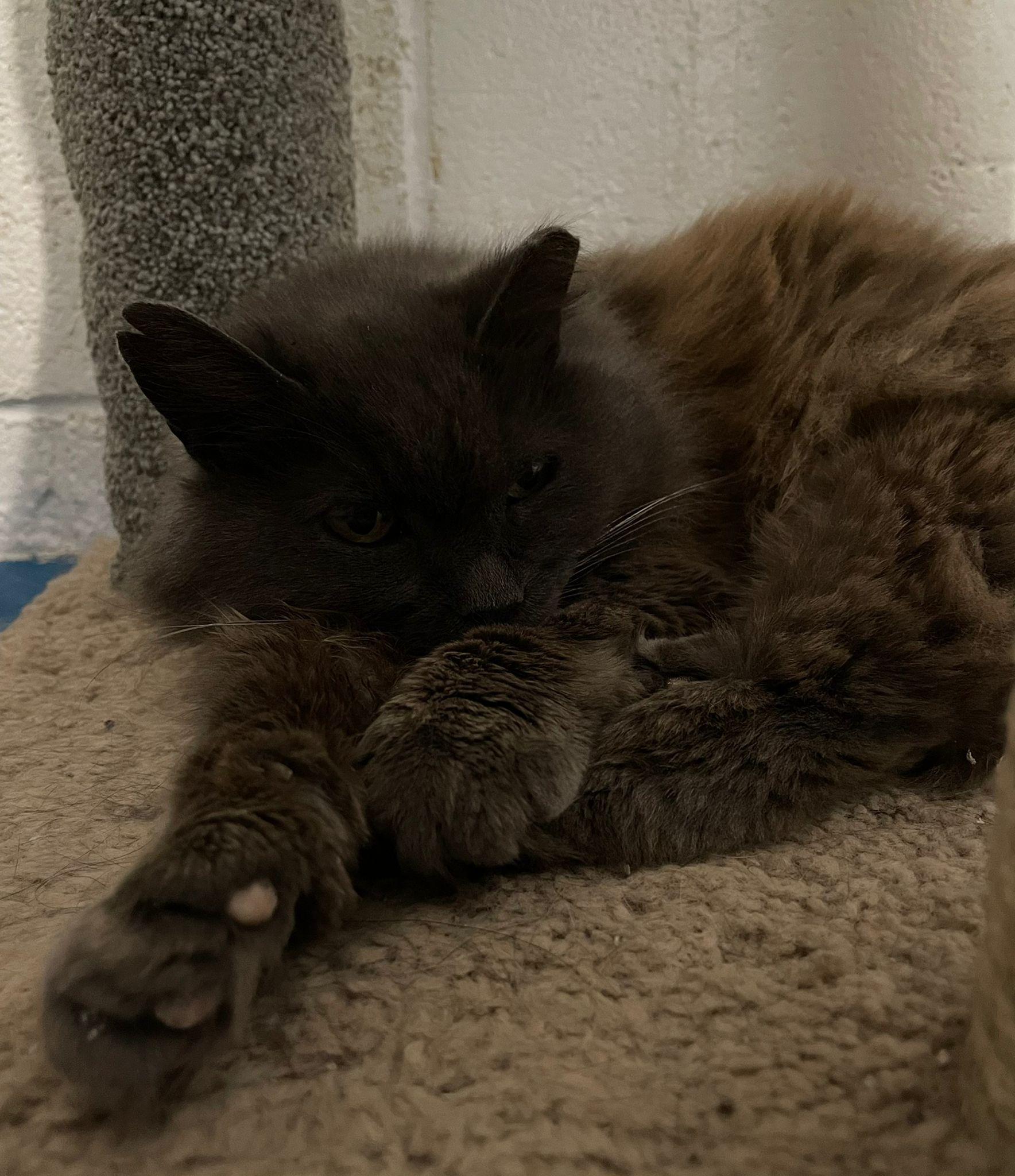 Nelly, a Adoptable Domestic Medium Hair in Toronto, ON image 3/6