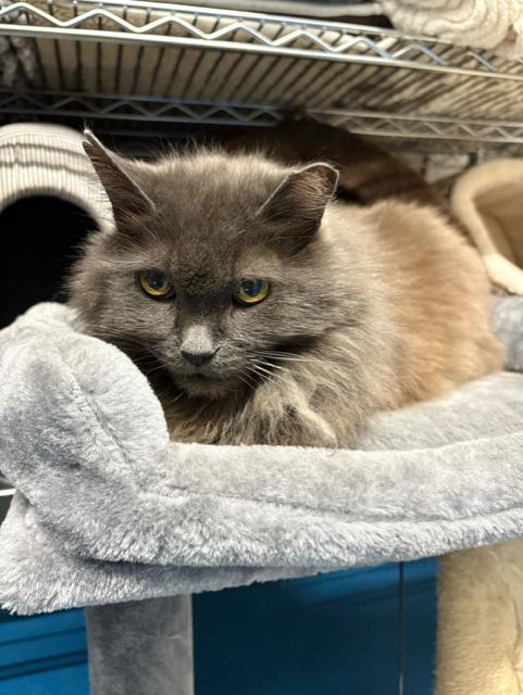 Nelly, a Adoptable Domestic Medium Hair in Toronto, ON image 2/6