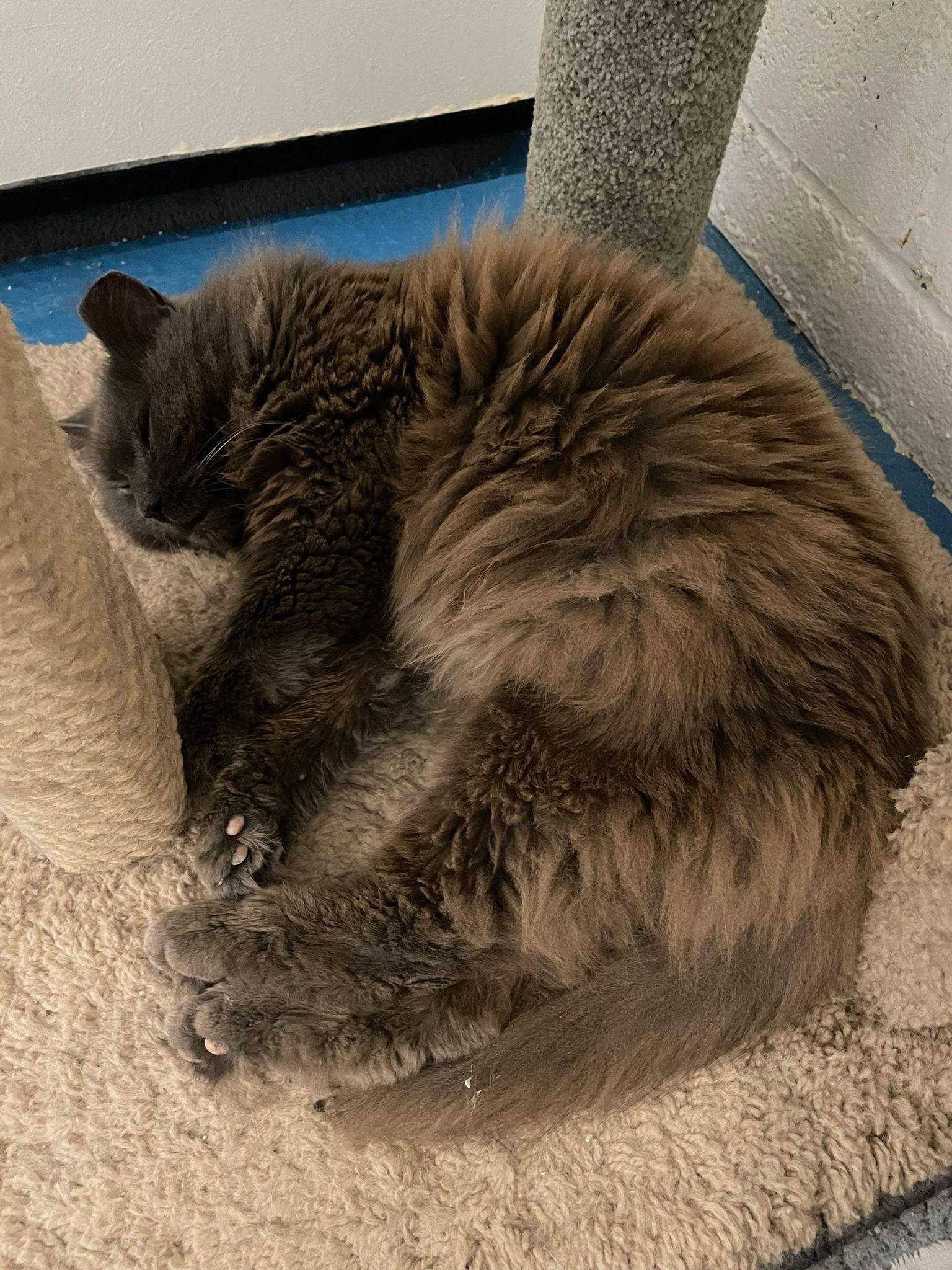 Nelly, a Adoptable Domestic Medium Hair in Toronto, ON image 4/6