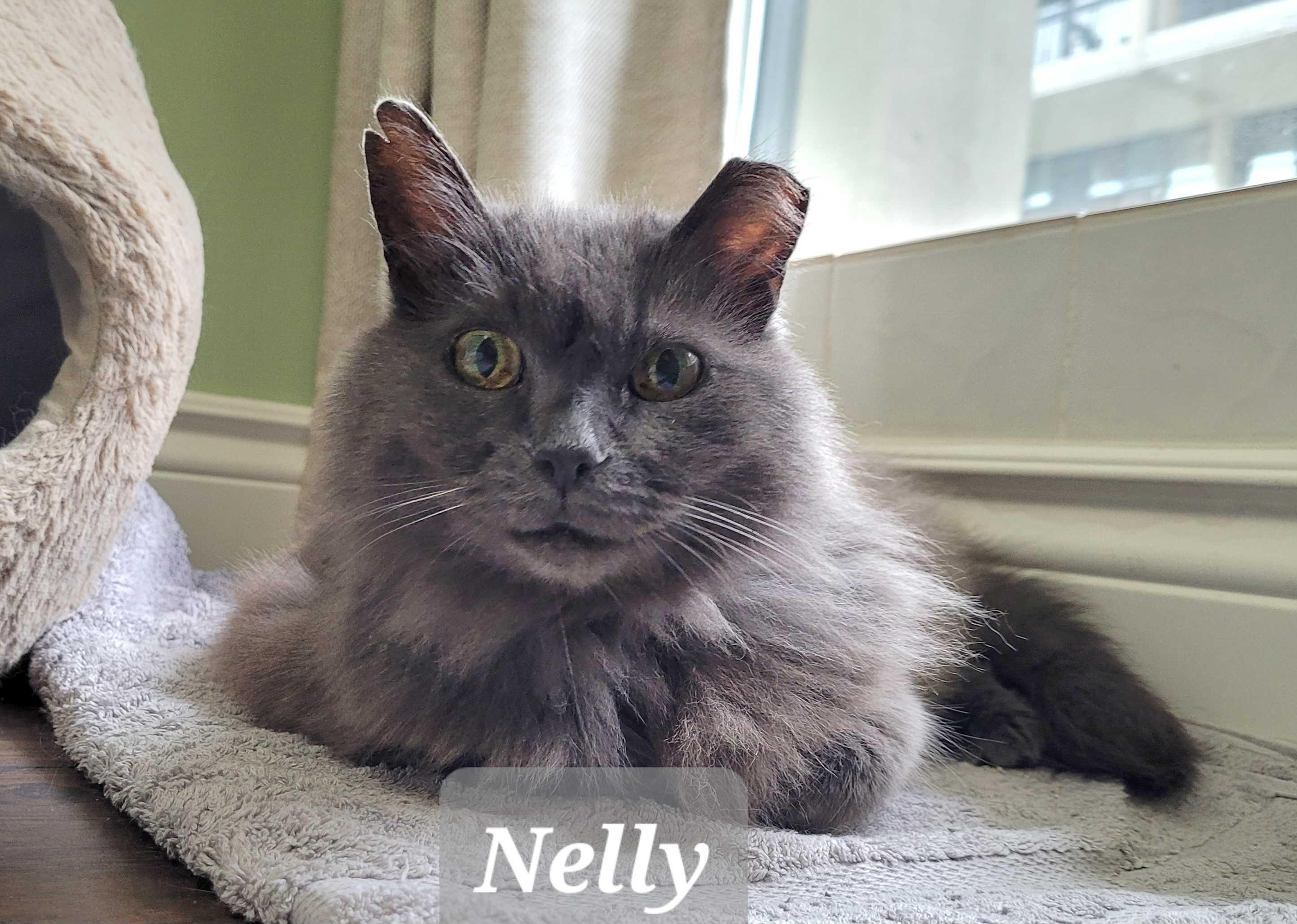 Nelly, Adoptable, Senior Female Domestic Medium Hair.