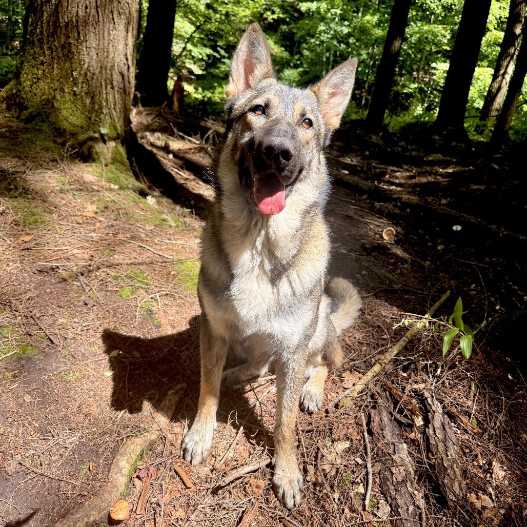 Enlarge Colter, a Adopted German Shepherd Dog in Milford, NY image 1/4