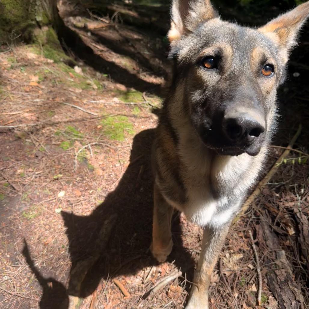 Enlarge Colter, a Adopted German Shepherd Dog in Milford, NY image 3/4