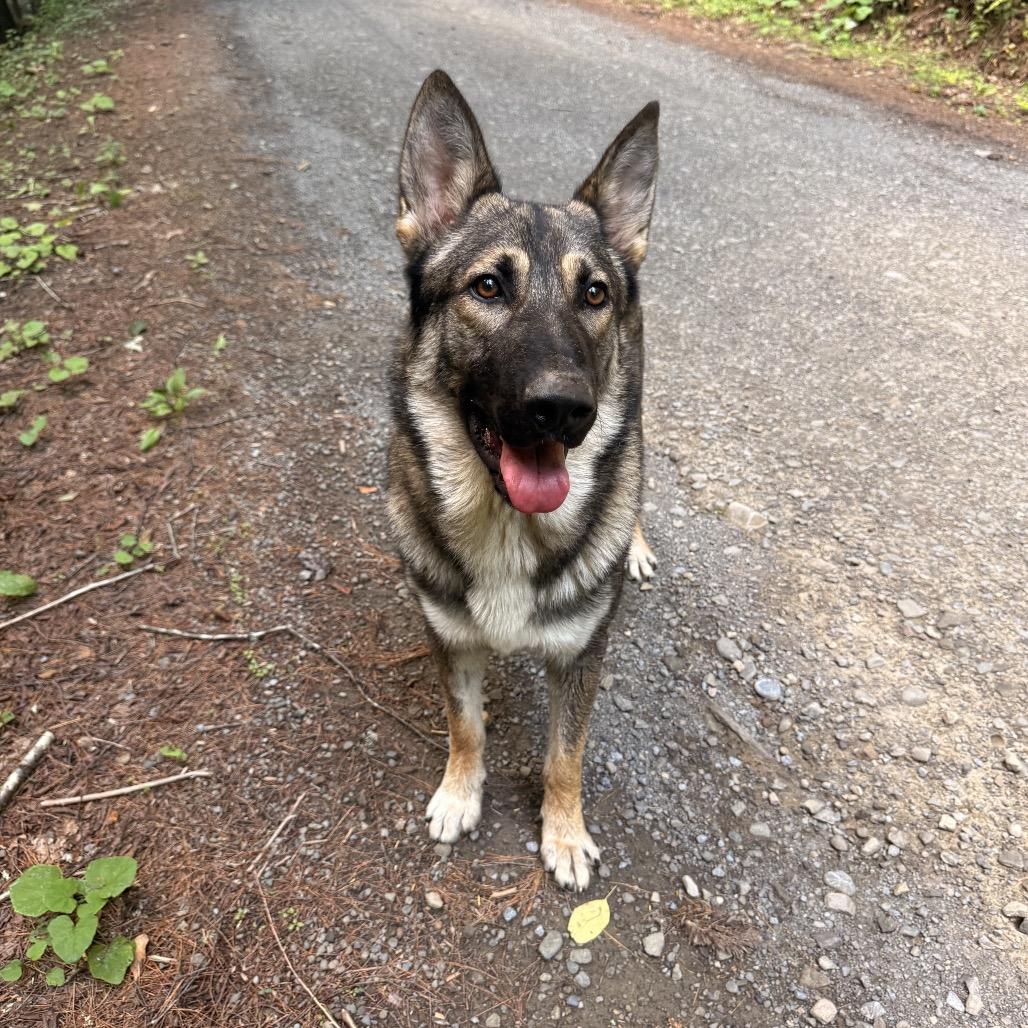 Enlarge Colter, a Adopted German Shepherd Dog in Milford, NY image 4/4