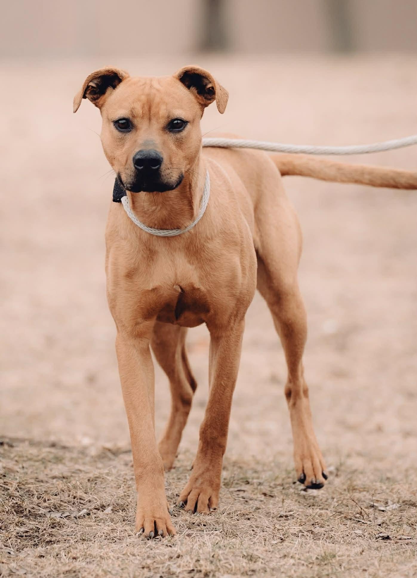 Luna, adoptable, Young Female Pit Bull Terrier.