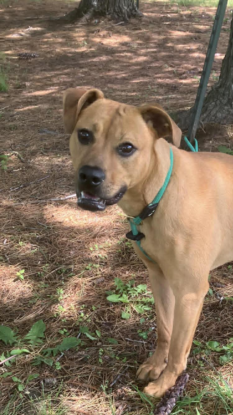 Luna, adoptable, Young Female Pit Bull Terrier.