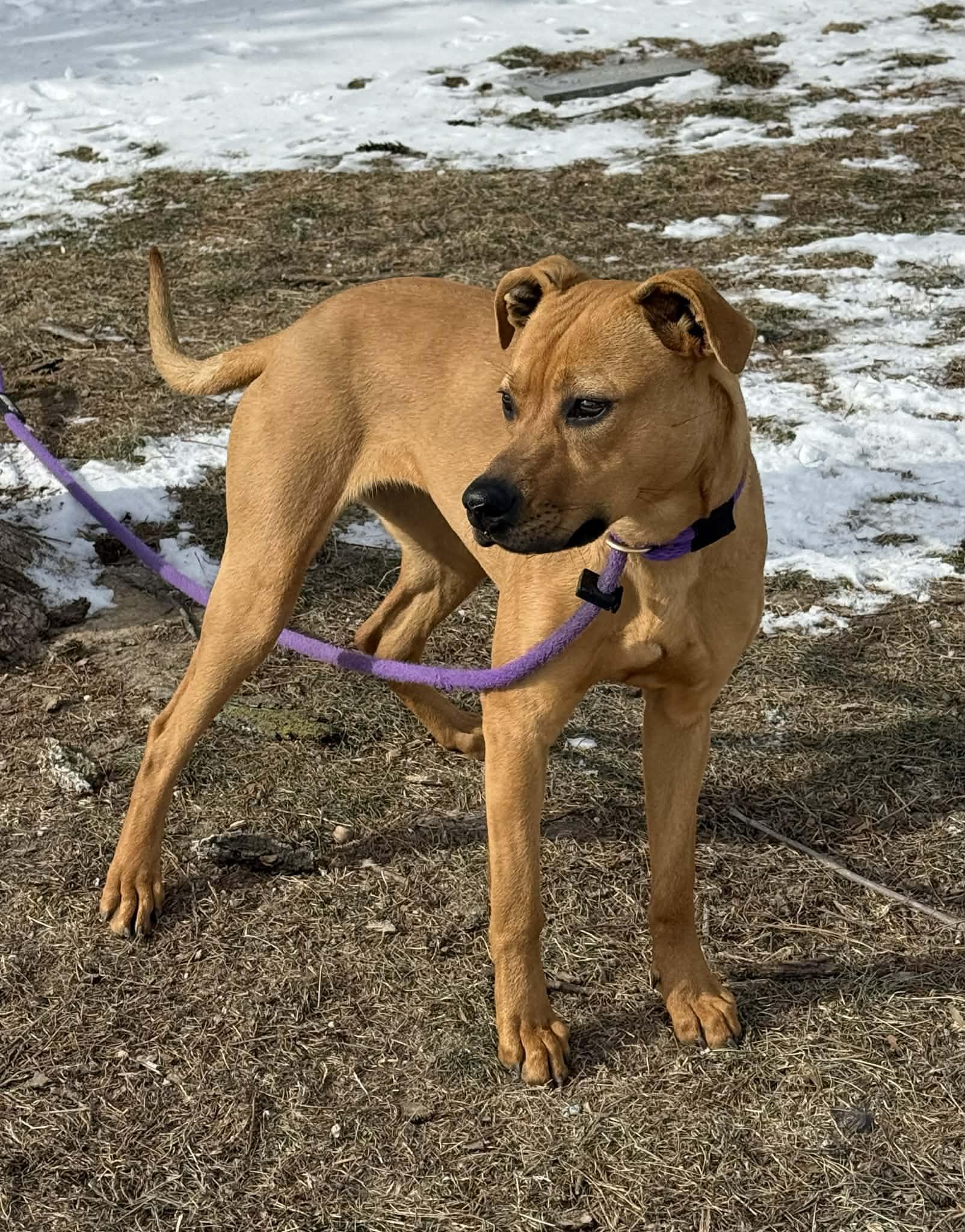Enlarge Luna, an adoptable mixed breed in Springfield, IL image 4/4