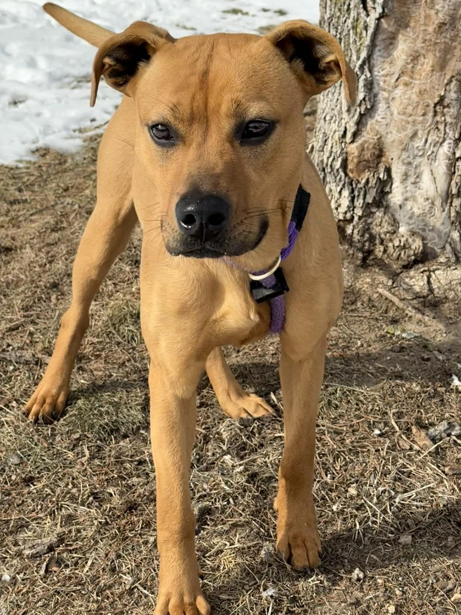 Enlarge Luna, an adoptable mixed breed in Springfield, IL image 2/4