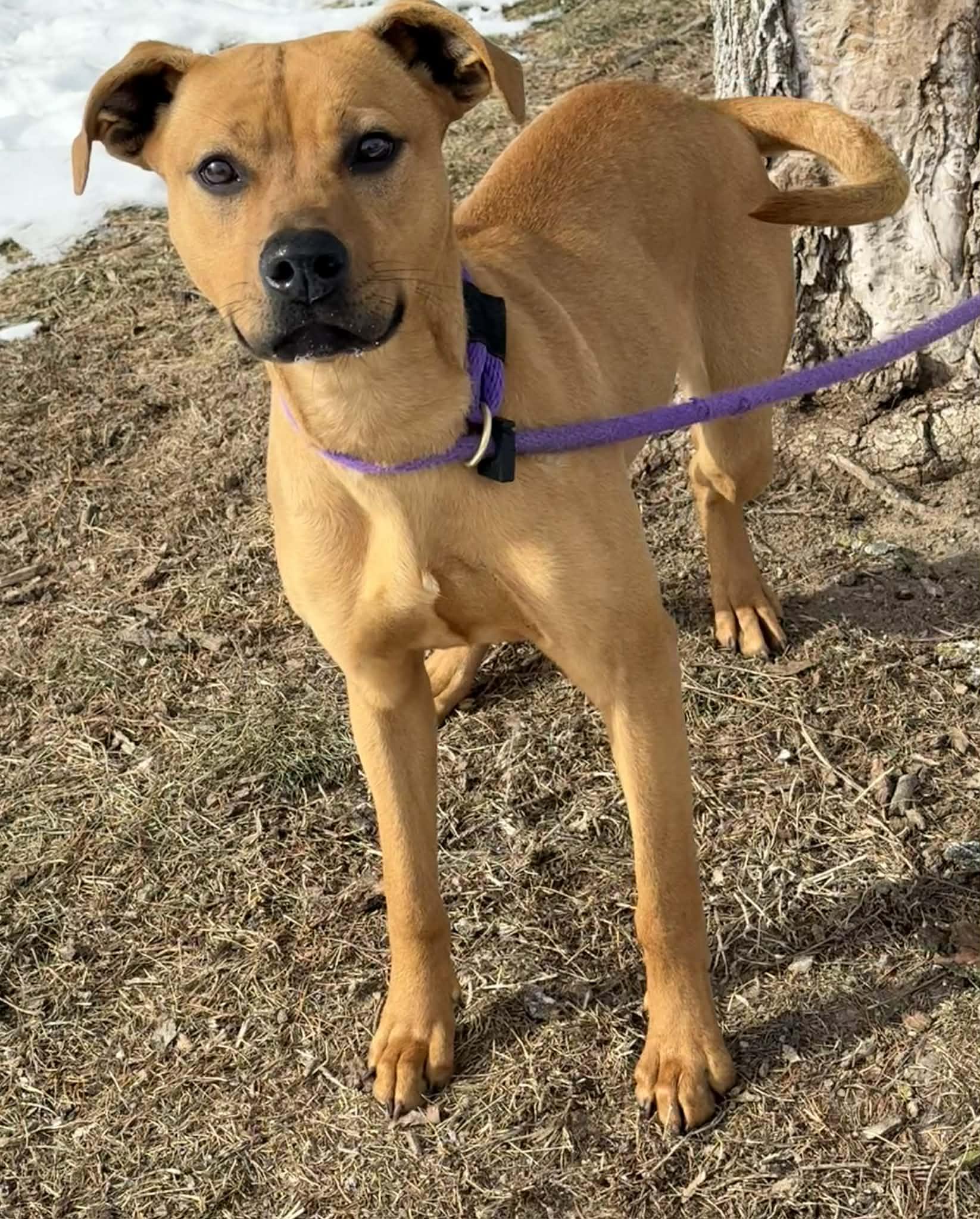 Enlarge Luna, an adoptable mixed breed in Springfield, IL image 3/4