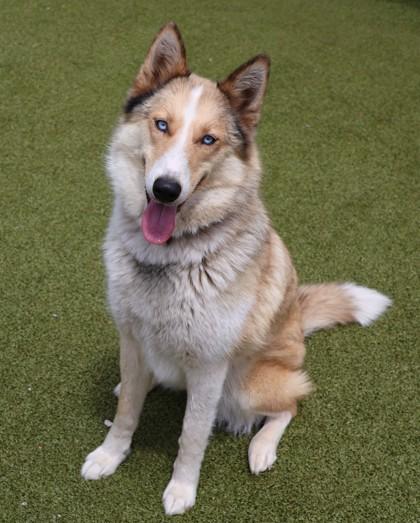 Lassie, an adopted Mixed Breed in Athens, GA image 1/3