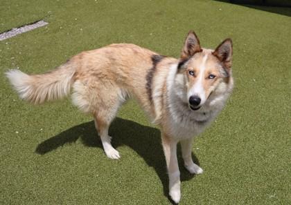 Lassie, an adopted Mixed Breed in Athens, GA image 2/3