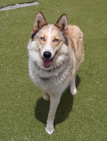 Lassie, an adopted Mixed Breed in Athens, GA image 3/3