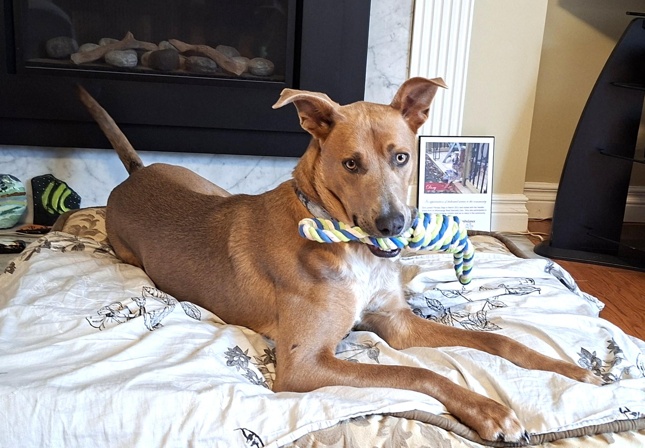 Enlarge Cooper (65 lbs), an adopted mixed breed in Mississauga, ON image 3/6