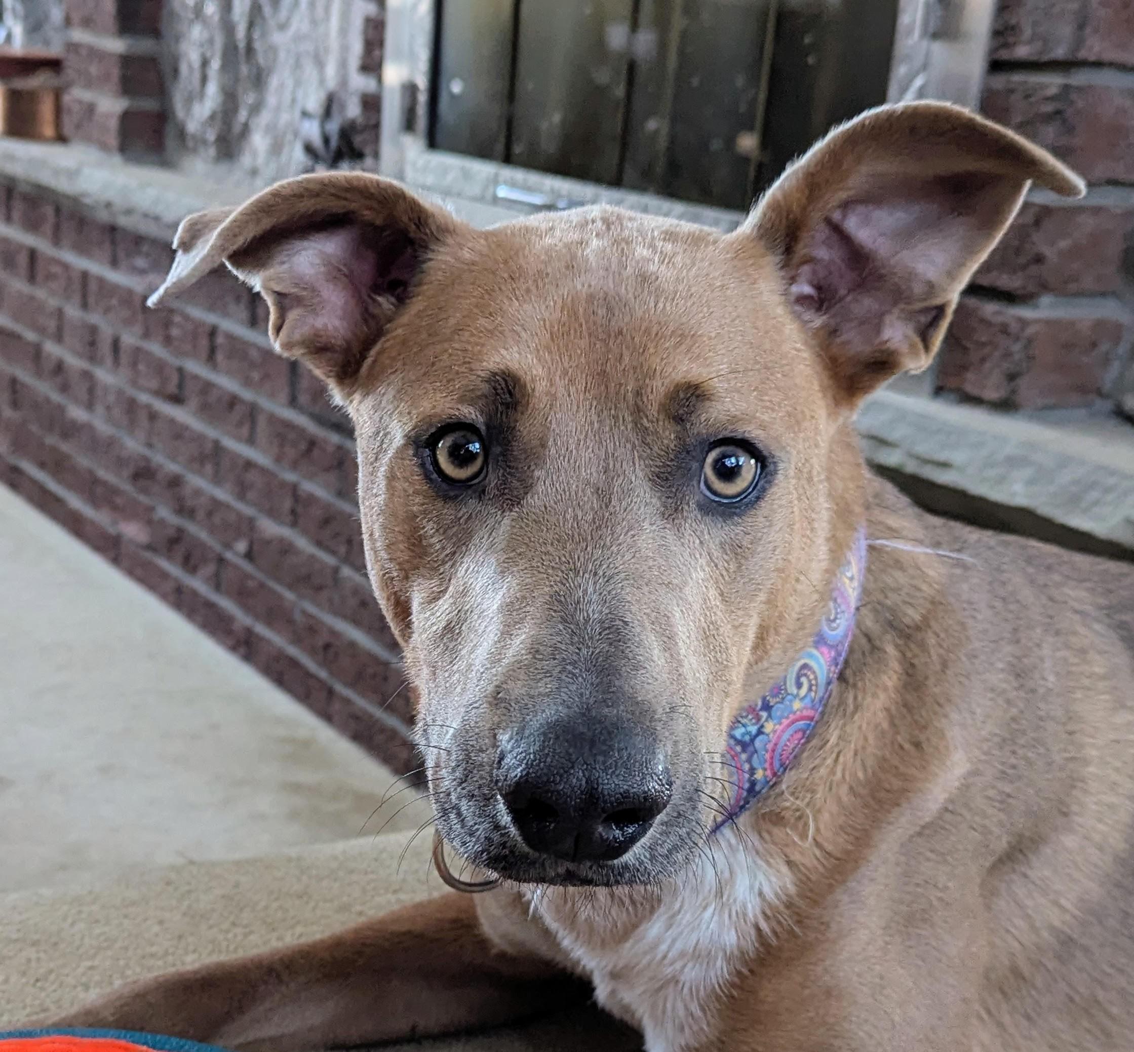 Cooper (65 lbs), adopted, Adult Male Greyhound.