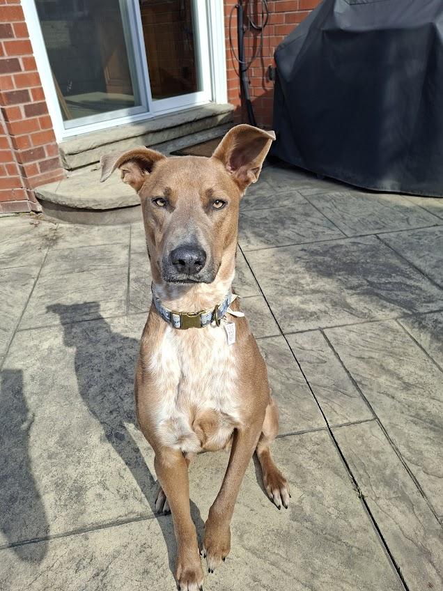 Enlarge Cooper (65 lbs), an adopted mixed breed in Mississauga, ON image 4/6