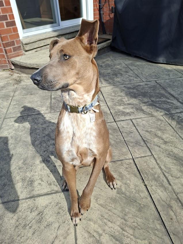 Enlarge Cooper (65 lbs), an adopted mixed breed in Mississauga, ON image 5/6