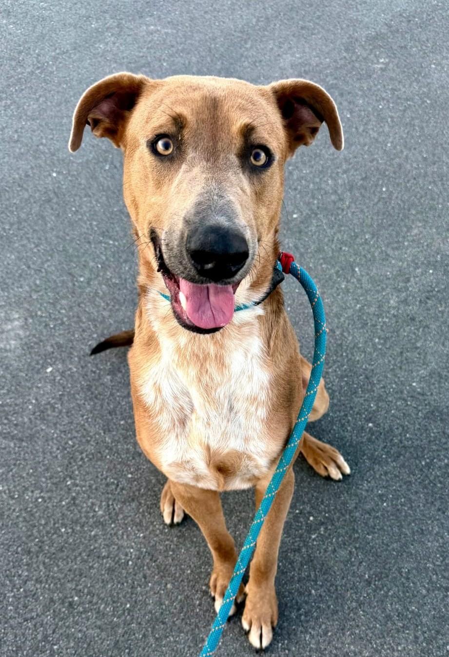 Enlarge Cooper (65 lbs), an adopted mixed breed in Mississauga, ON image 2/6