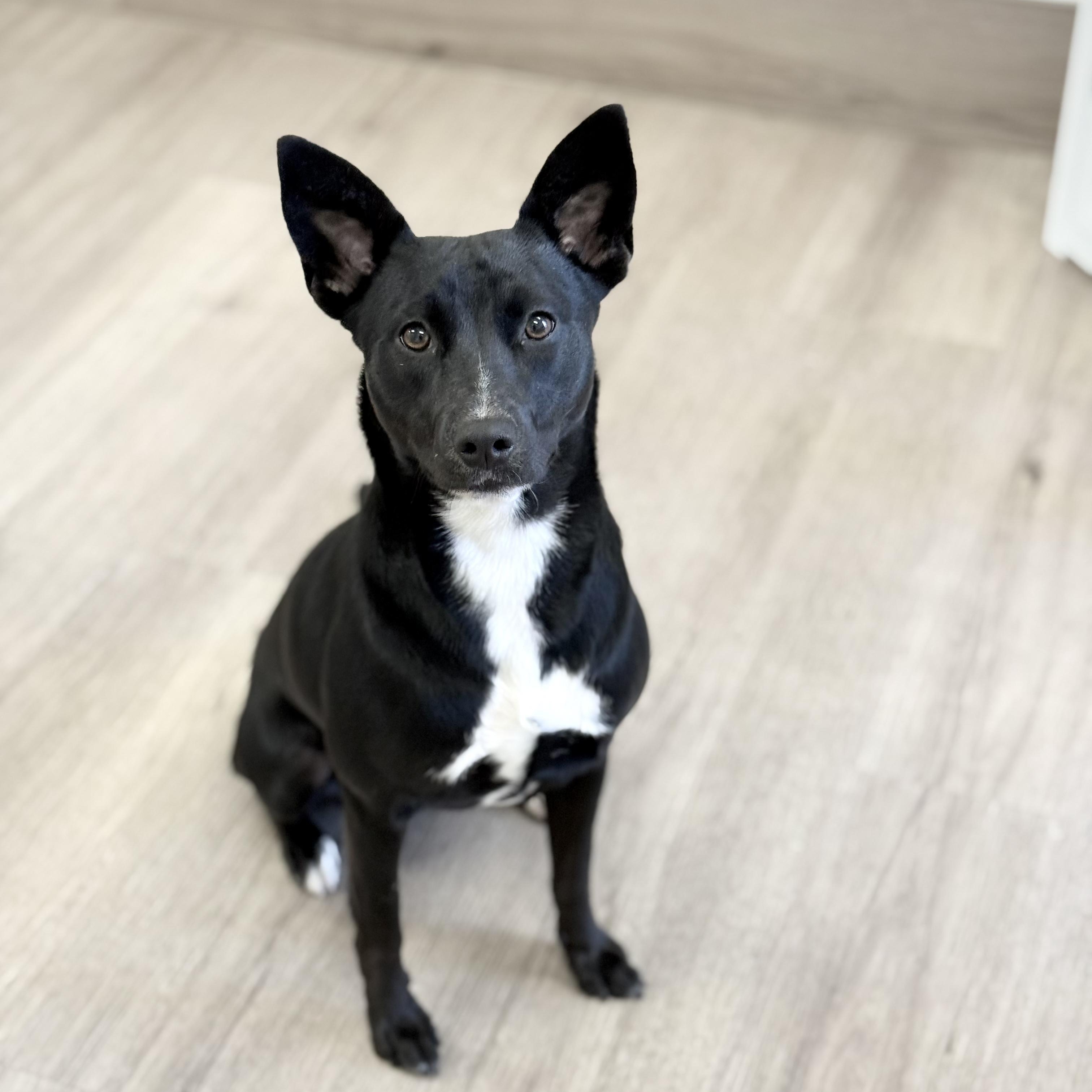 Serendipity, a Adoptable mixed breed in Scottsdale, AZ image 3/4