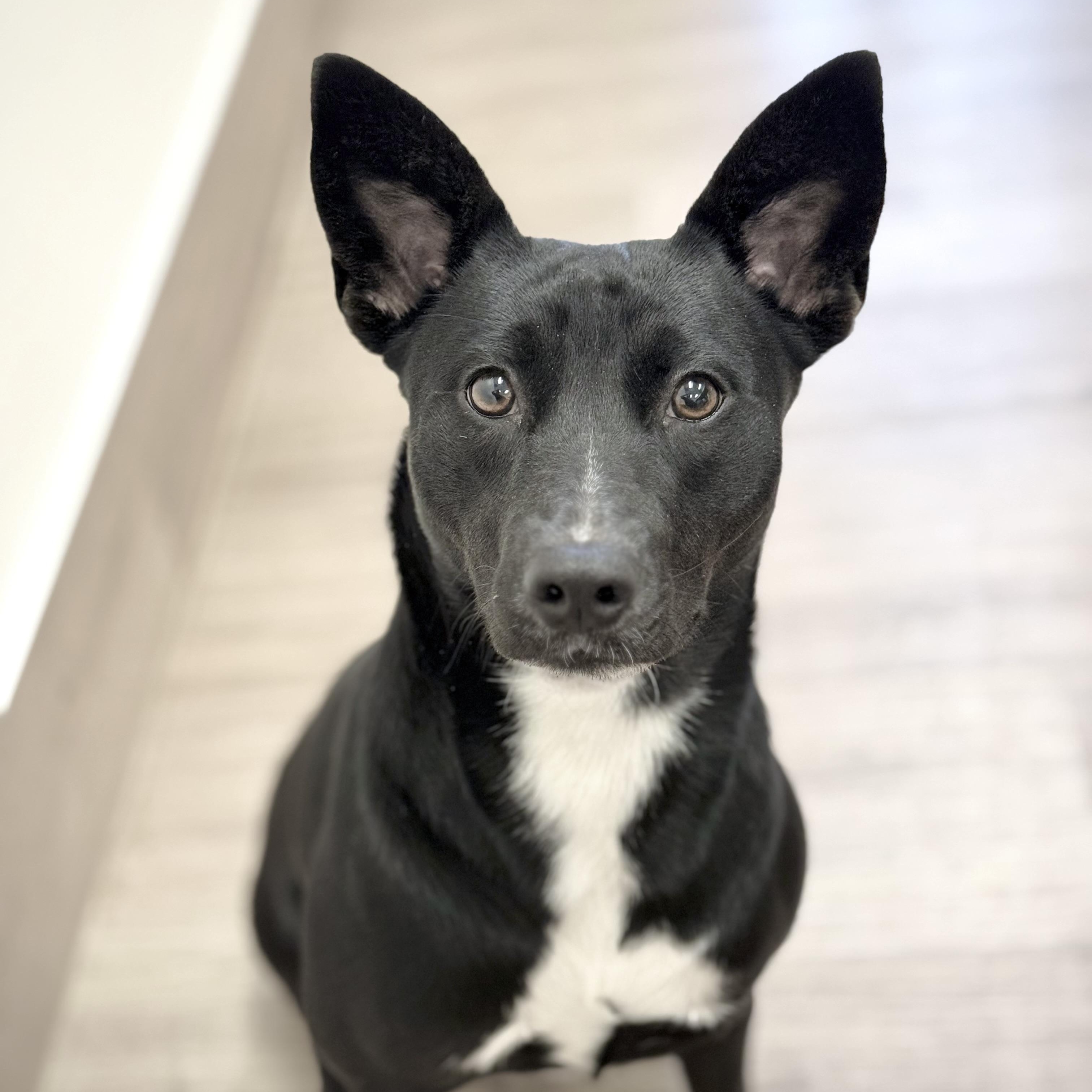 Serendipity, a Adoptable mixed breed in Scottsdale, AZ image 1/4