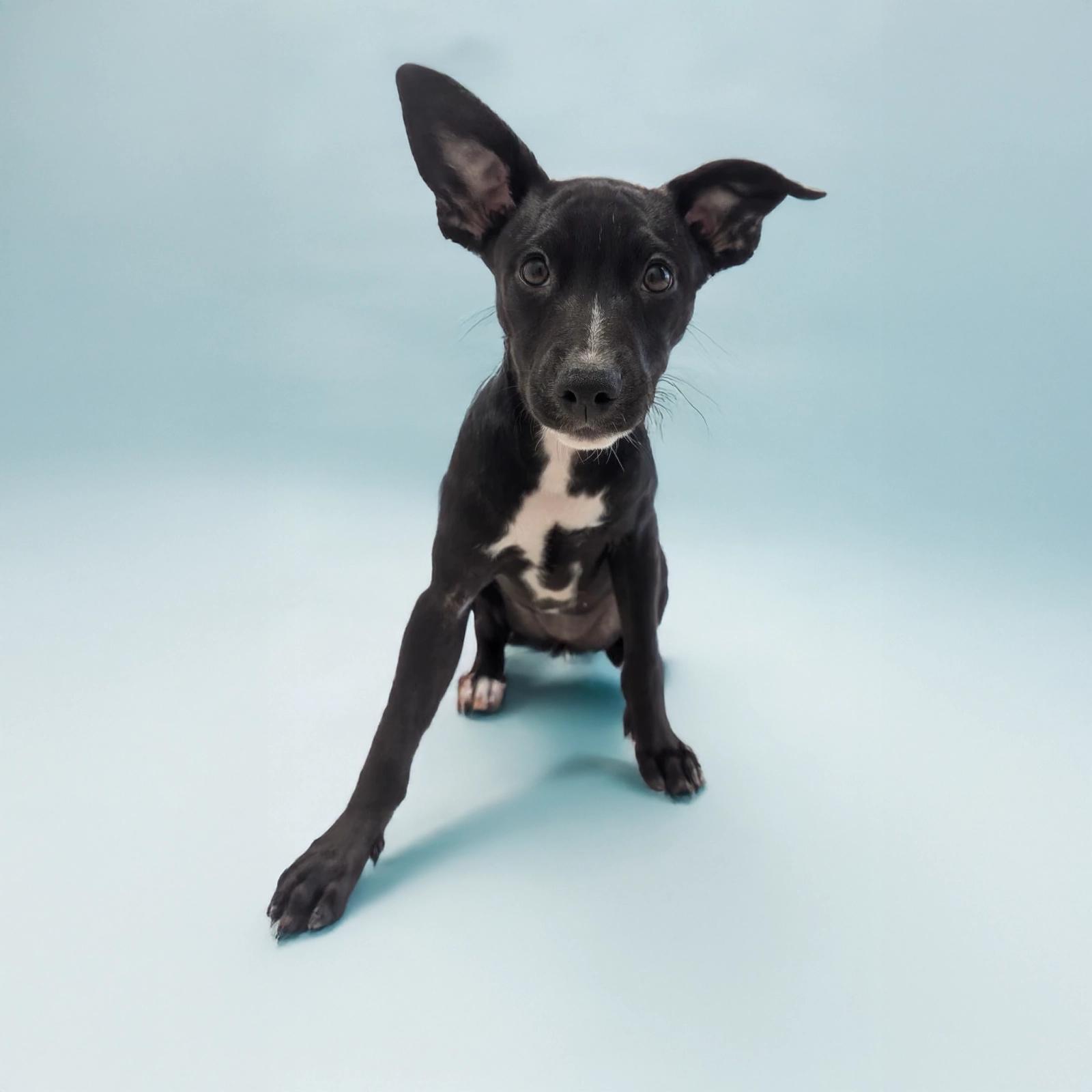 Serendipity, Adoptable, Puppy Female Pit Bull Terrier.