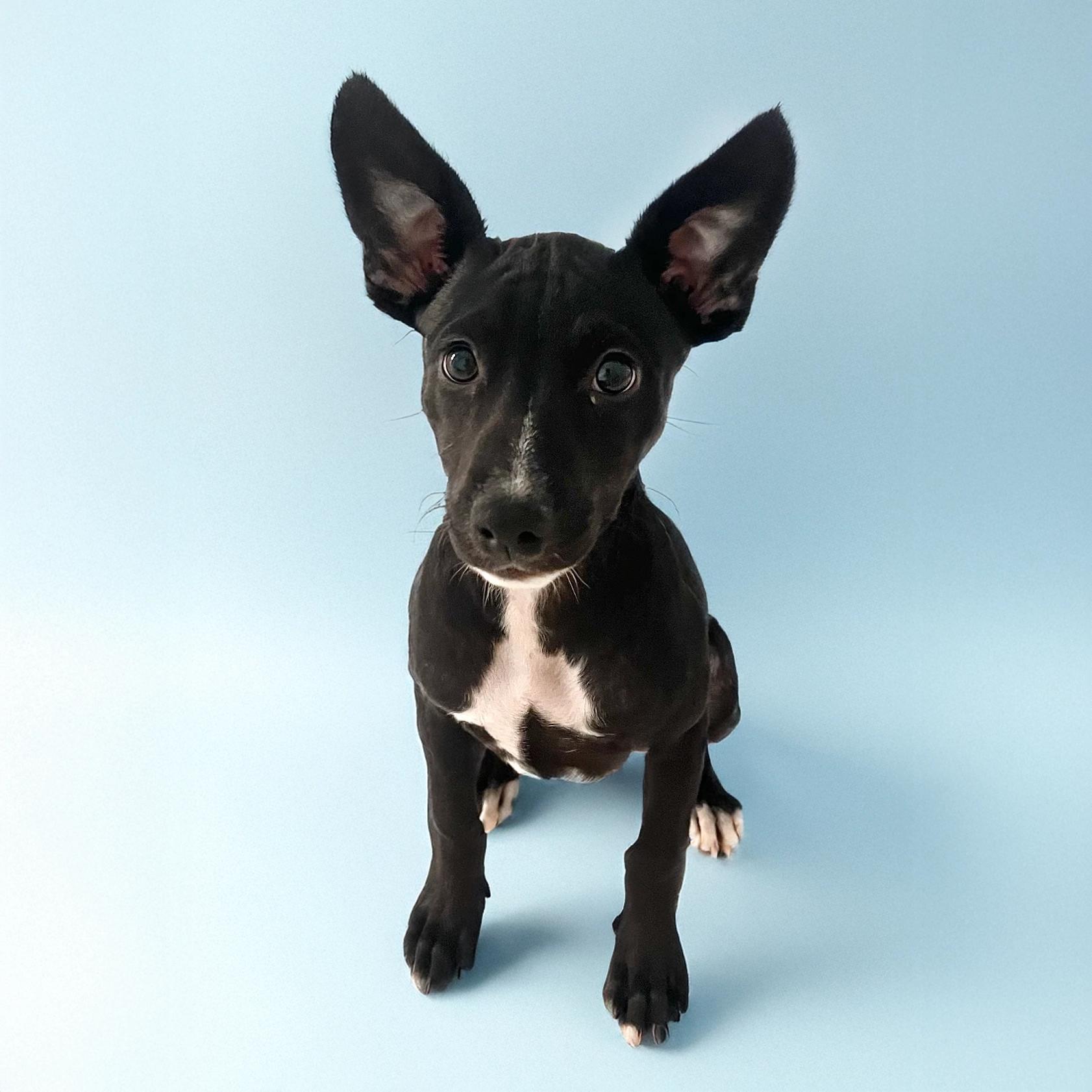 Enlarge Serendipity, a Adoptable mixed breed in Scottsdale, AZ image 2/2