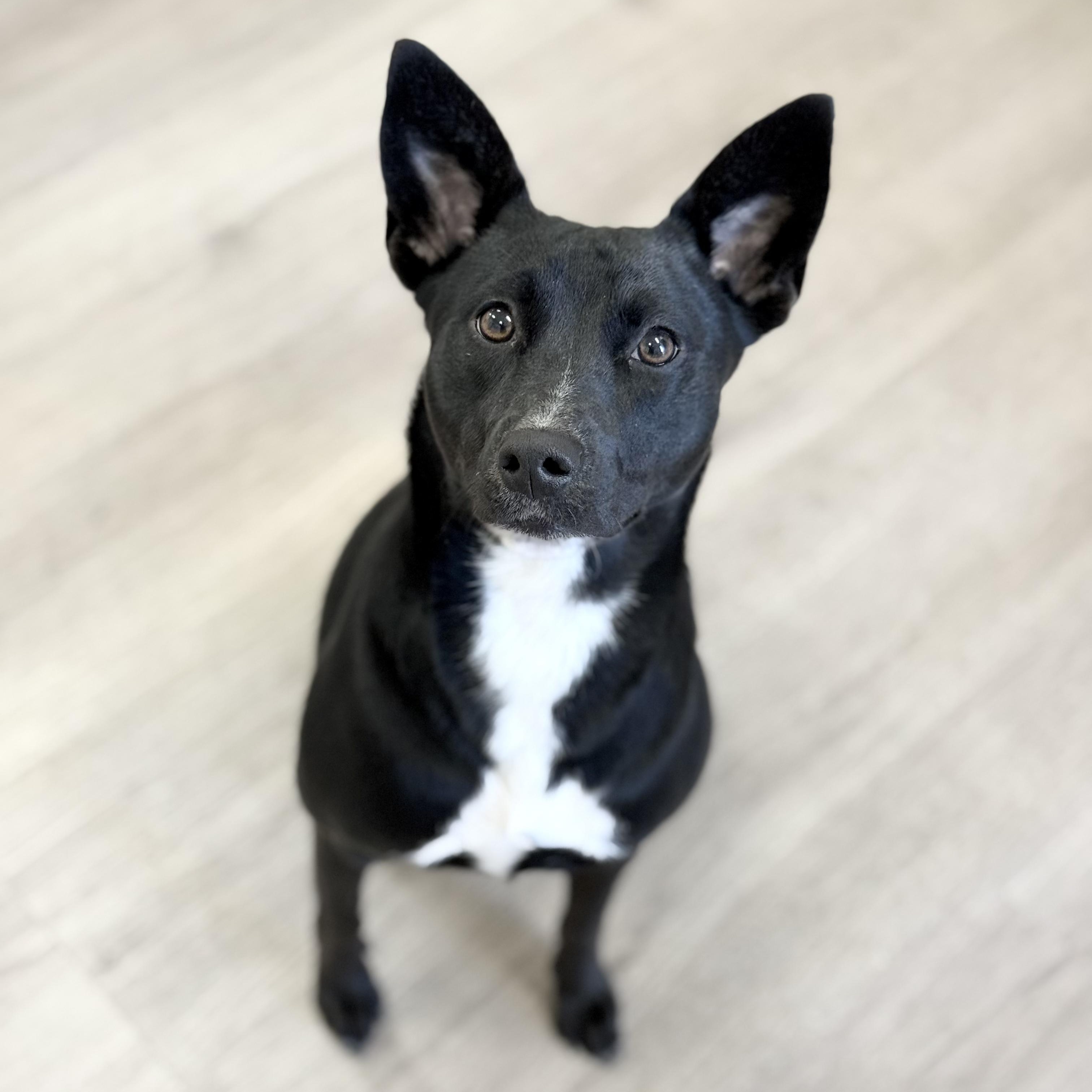 Serendipity, a Adoptable mixed breed in Scottsdale, AZ image 2/4