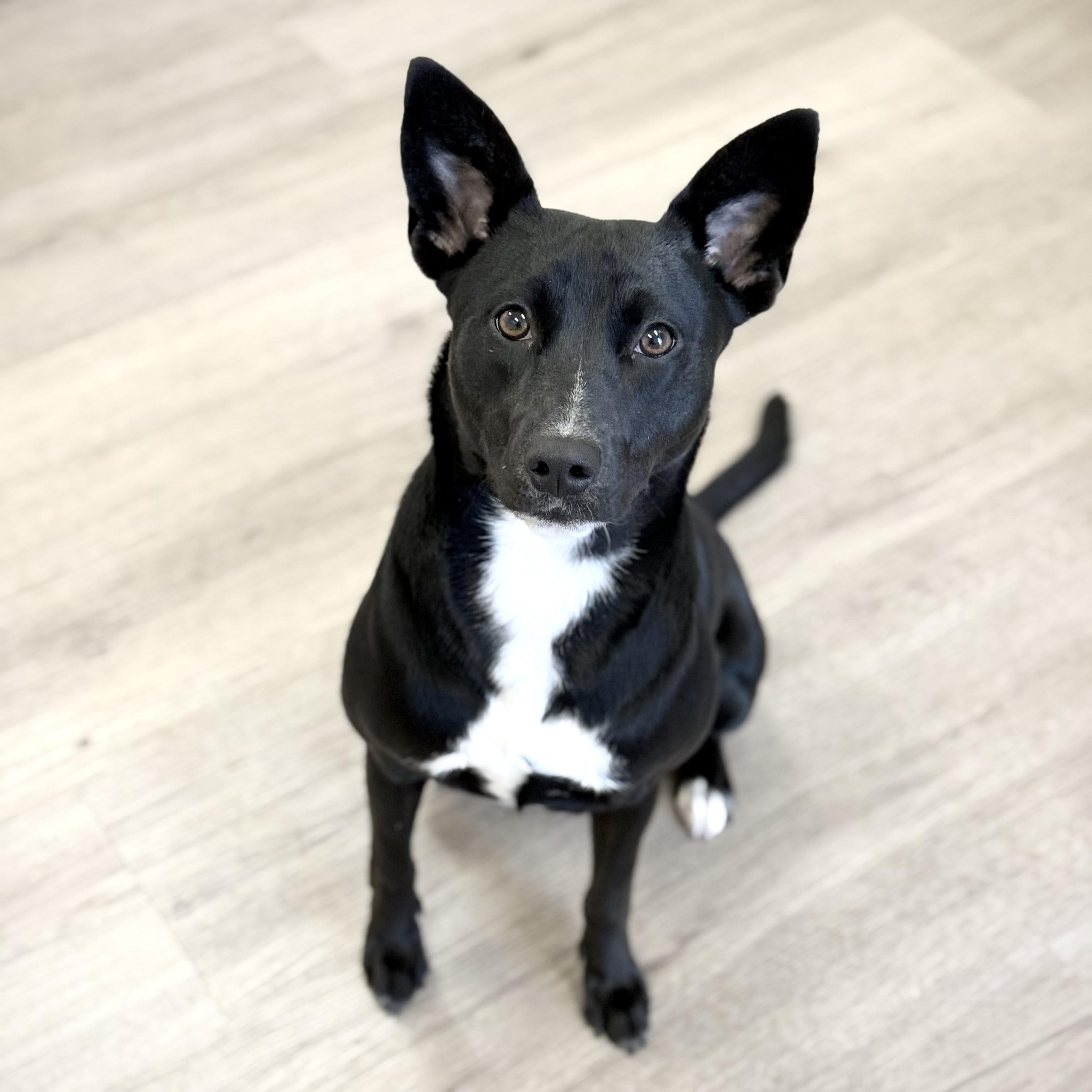 Serendipity, a Adoptable mixed breed in Scottsdale, AZ image 4/4