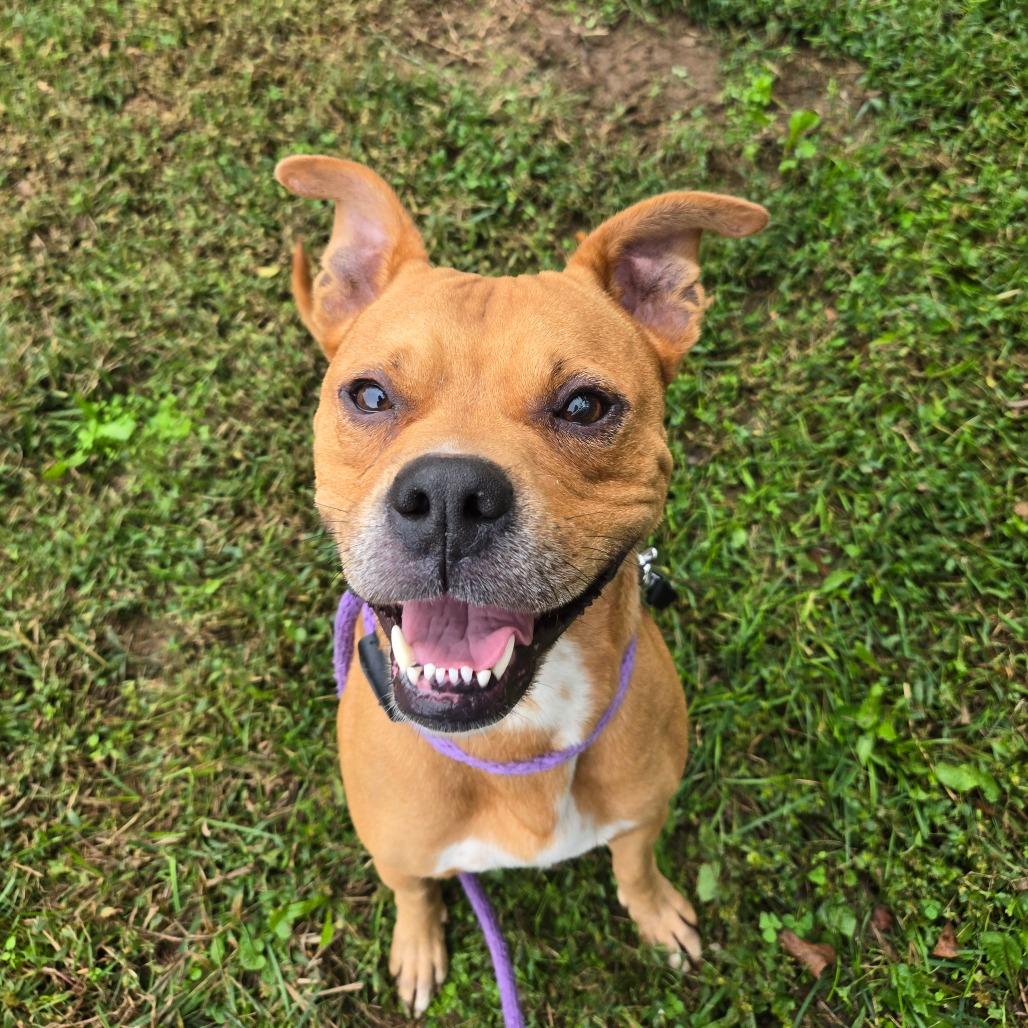 Enlarge Rudy, a Adoptable Pit Bull Terrier in Chattanooga, TN image 1/6