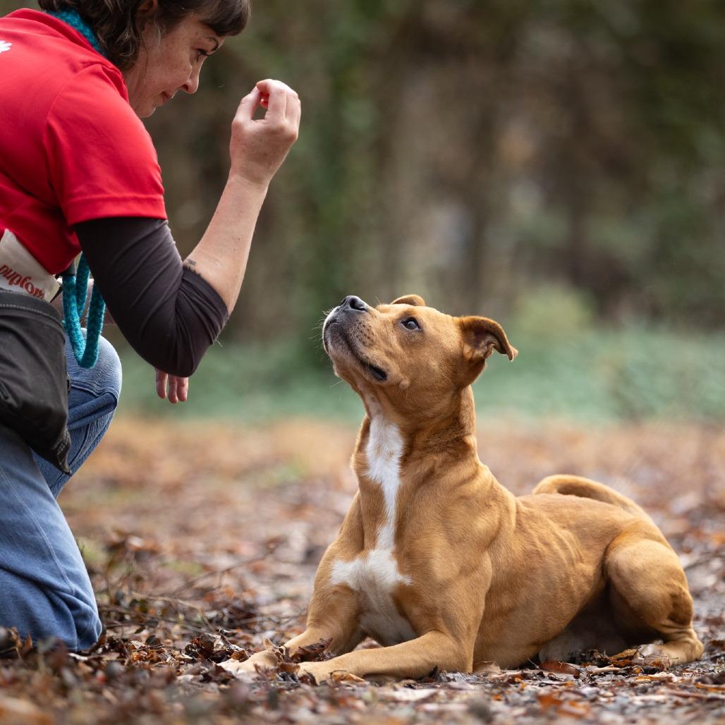 Enlarge Rudy, a Adoptable Pit Bull Terrier in Chattanooga, TN image 2/6