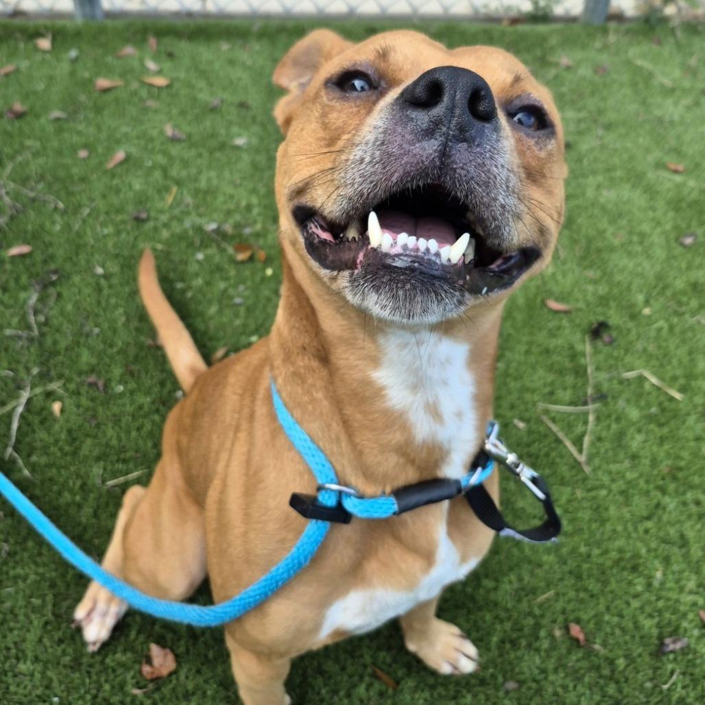 Enlarge Rudy, a Adoptable Pit Bull Terrier in Chattanooga, TN image 3/6