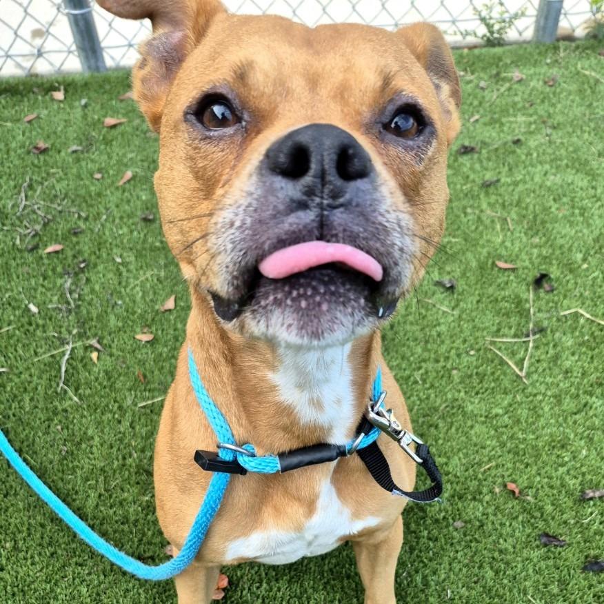 Enlarge Rudy, a Adoptable Pit Bull Terrier in Chattanooga, TN image 4/6