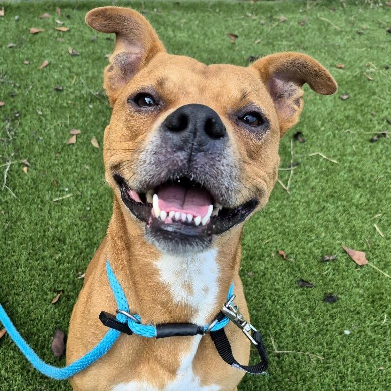 Enlarge Rudy, a Adoptable Pit Bull Terrier in Chattanooga, TN image 5/6