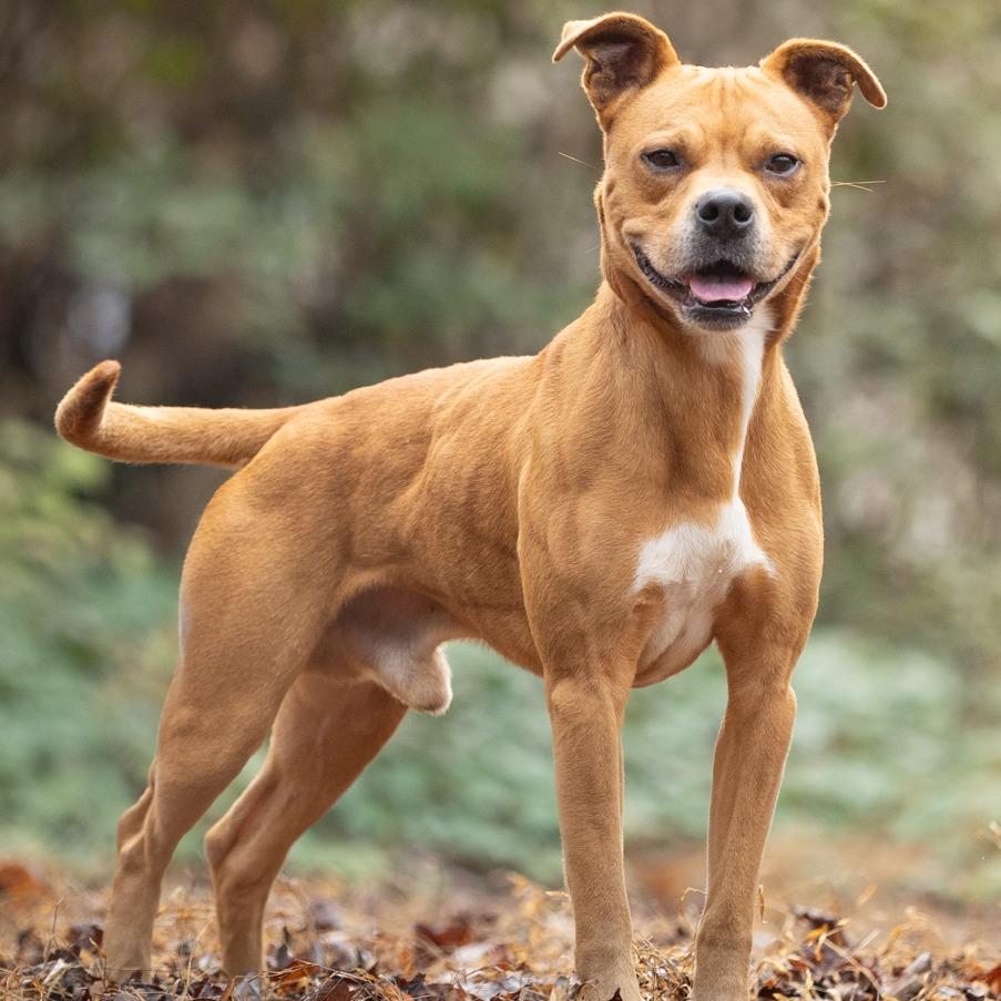 Enlarge Rudy, a Adoptable Pit Bull Terrier in Chattanooga, TN image 6/6