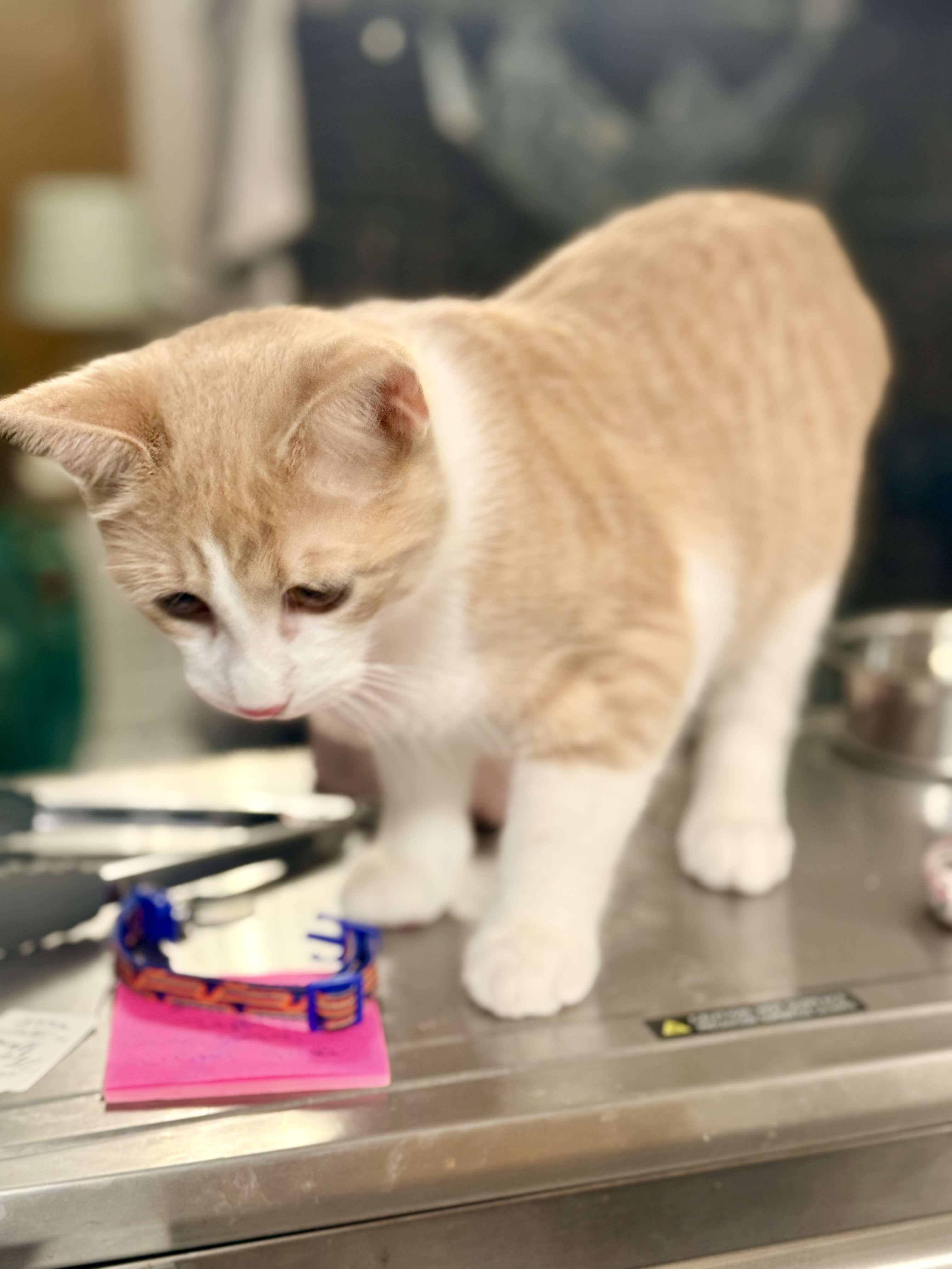 Enlarge Hue, a Adoptable Domestic Short Hair in Royal Oak, MI image 4/6