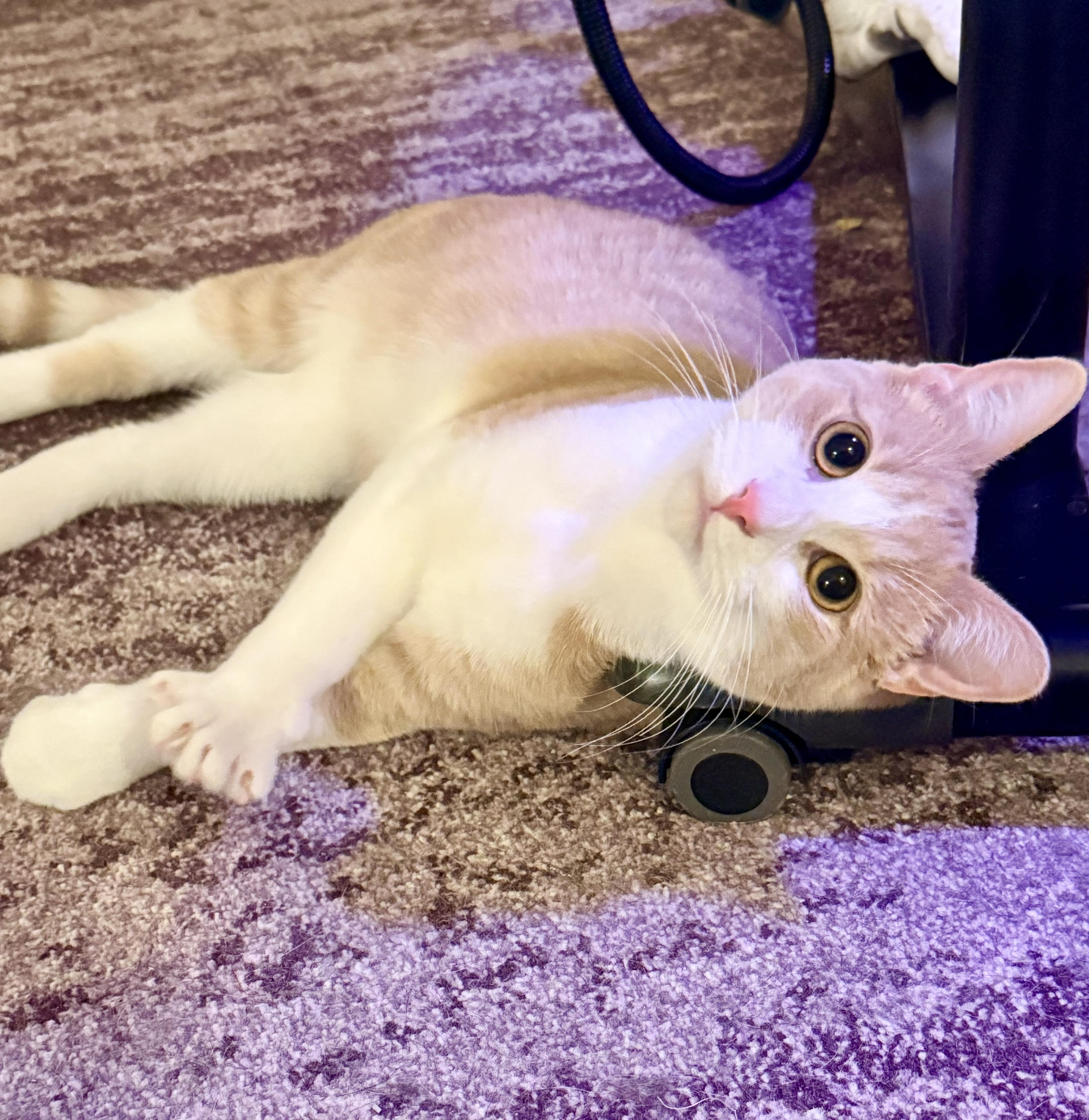 Enlarge Hue, a Adoptable Domestic Short Hair in Royal Oak, MI image 1/6