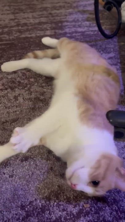 Enlarge Hue, a Adoptable Domestic Short Hair in Royal Oak, MI video 5/6