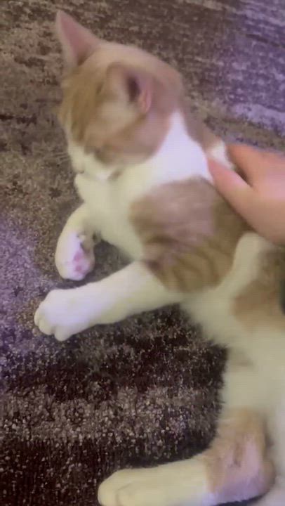 Enlarge Hue, a Adoptable Domestic Short Hair in Royal Oak, MI video 6/6