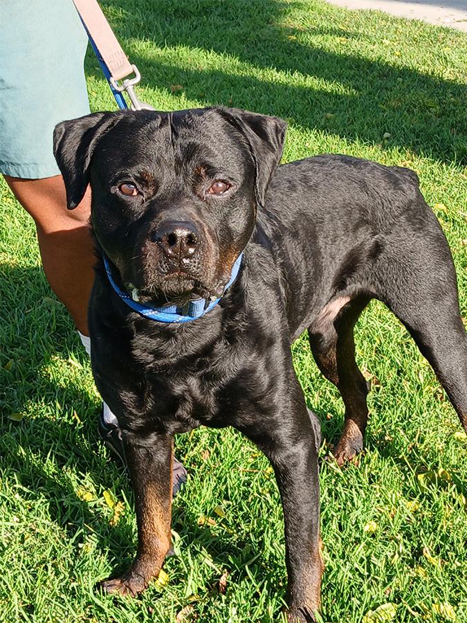 Dip, adopted, Young Male Rottweiler.