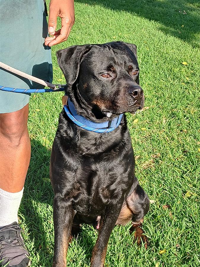 Enlarge Dip, an adopted Rottweiler in Marina Del Rey, CA image 2/2