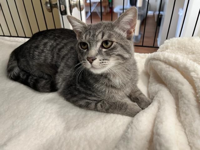 Enlarge Little Man Rockefeller, a Adoptable mixed breed in Eagle Point, OR image 1/5