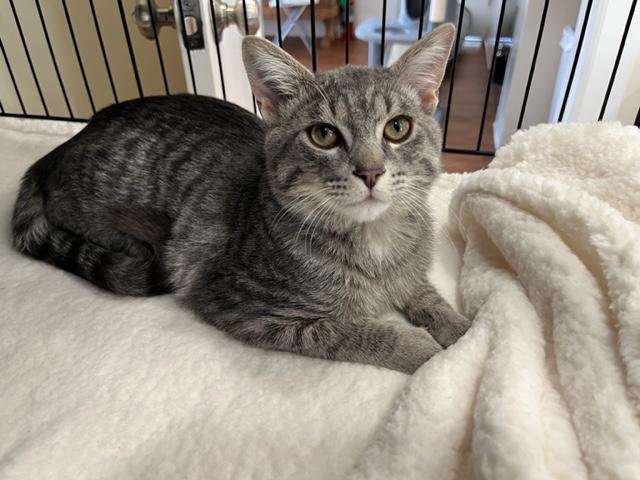 Enlarge Little Man Rockefeller, a Adoptable mixed breed in Eagle Point, OR image 2/5