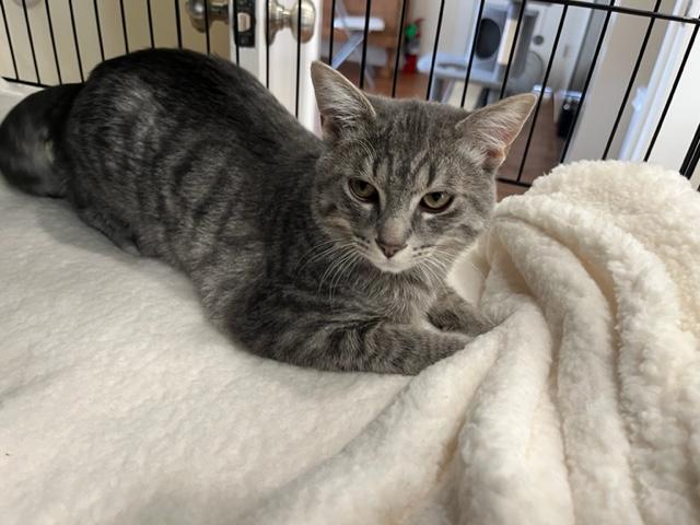 Enlarge Little Man Rockefeller, a Adoptable mixed breed in Eagle Point, OR image 3/5