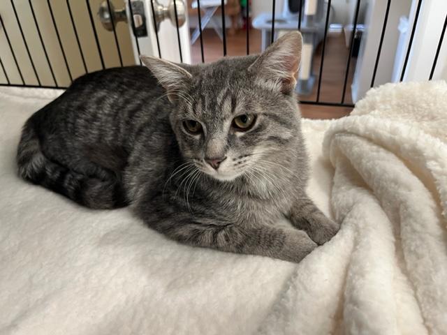 Enlarge Little Man Rockefeller, a Adoptable mixed breed in Eagle Point, OR image 4/5