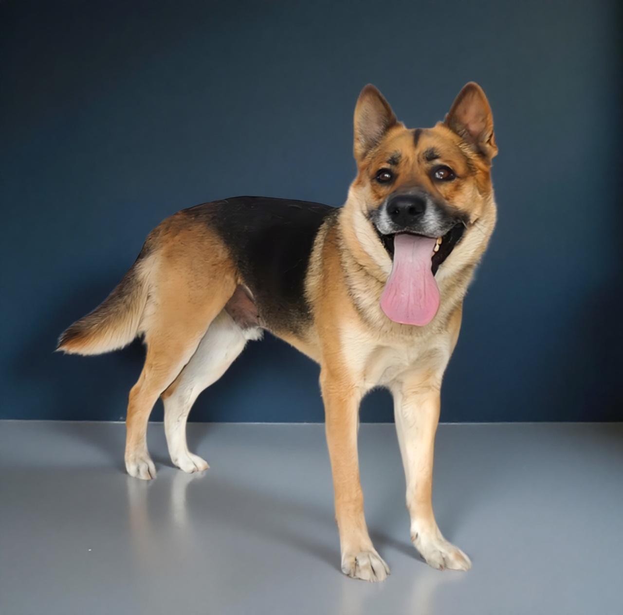 ROCKY, a Adoptable German Shepherd Dog in Pasadena, CA image 1/2