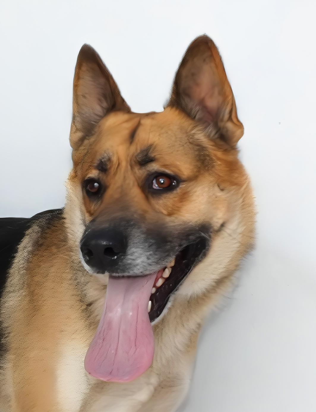 ROCKY, a Adoptable German Shepherd Dog in Pasadena, CA image 2/2