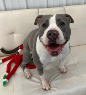 Enlarge Astra, a Adoptable mixed breed in New Albany, OH image 1/5