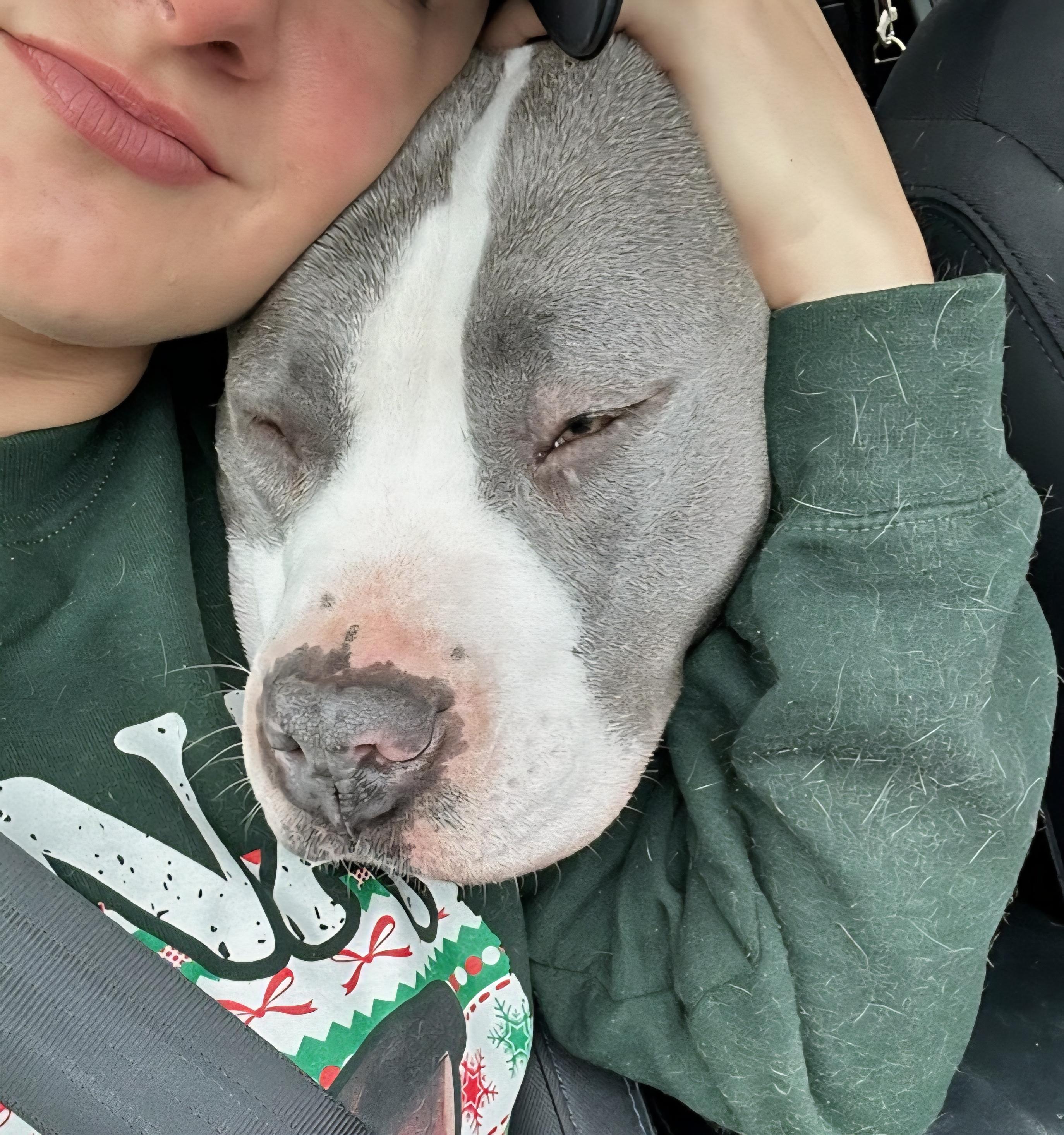 Enlarge Astra, a Adoptable mixed breed in New Albany, OH image 3/5